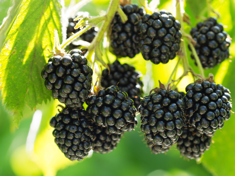 Pairwise Develops First Seedless Blackberry with Transformative CRISPR Technology