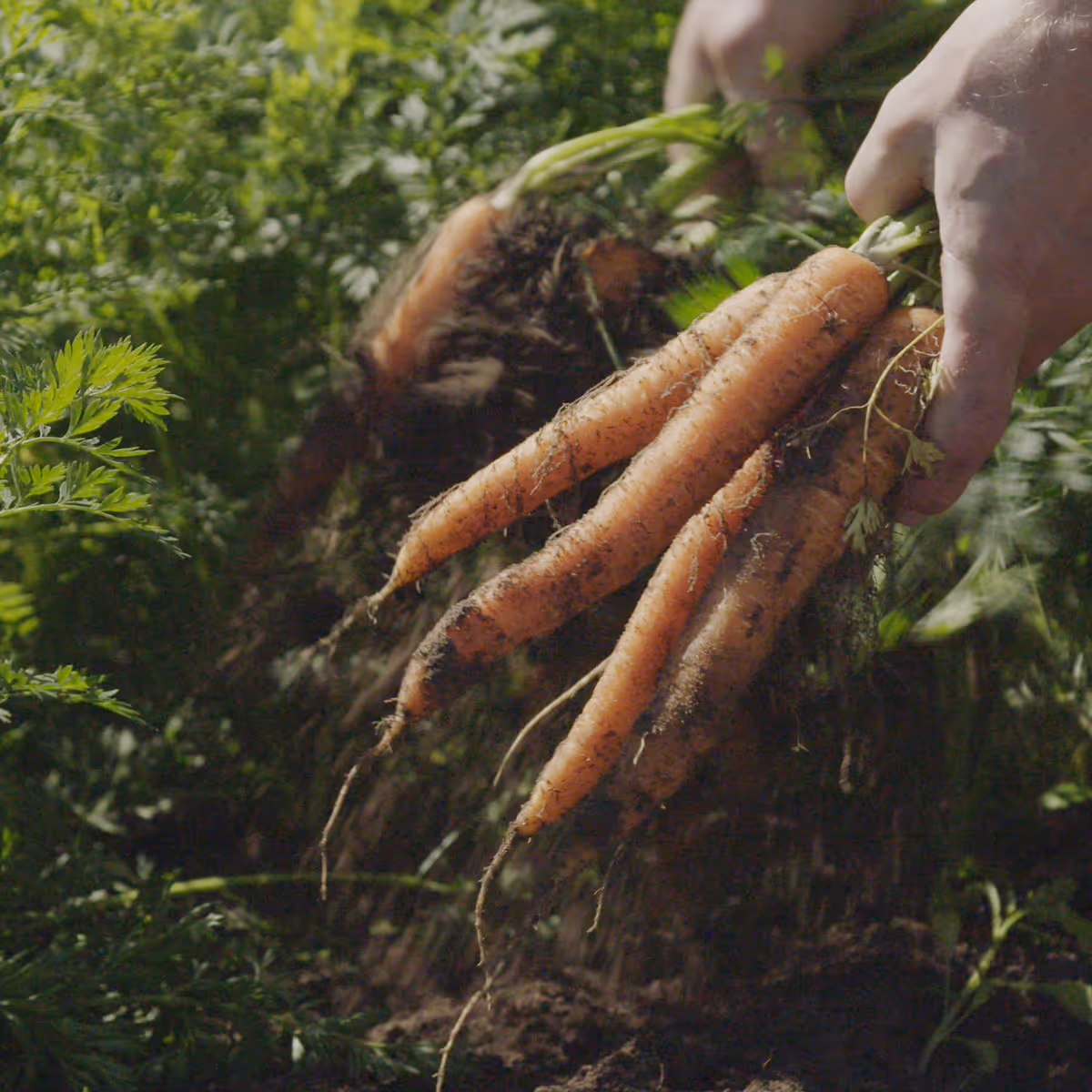 En person holder opp ferske gulrøtter