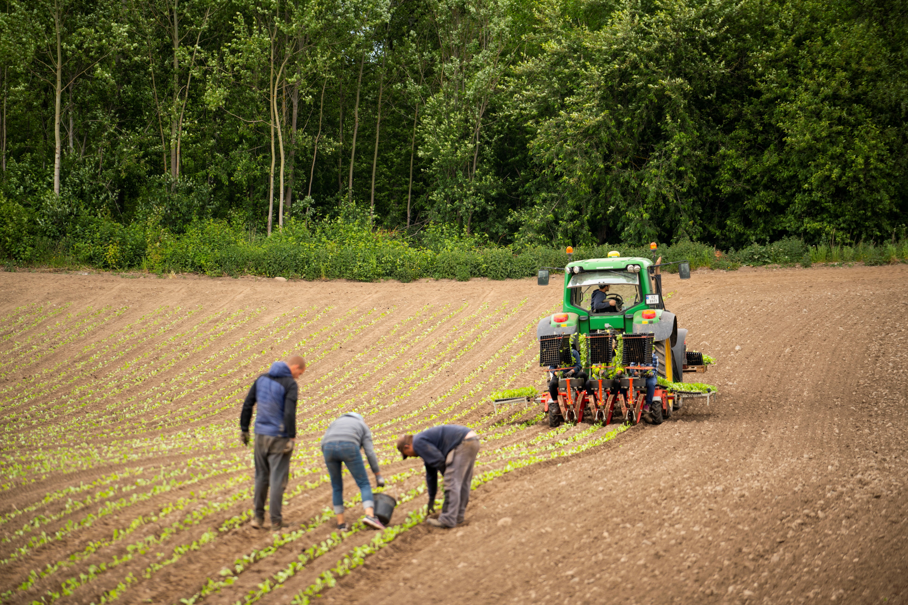 Et jorde med såmaskin og arbeidere som plukker