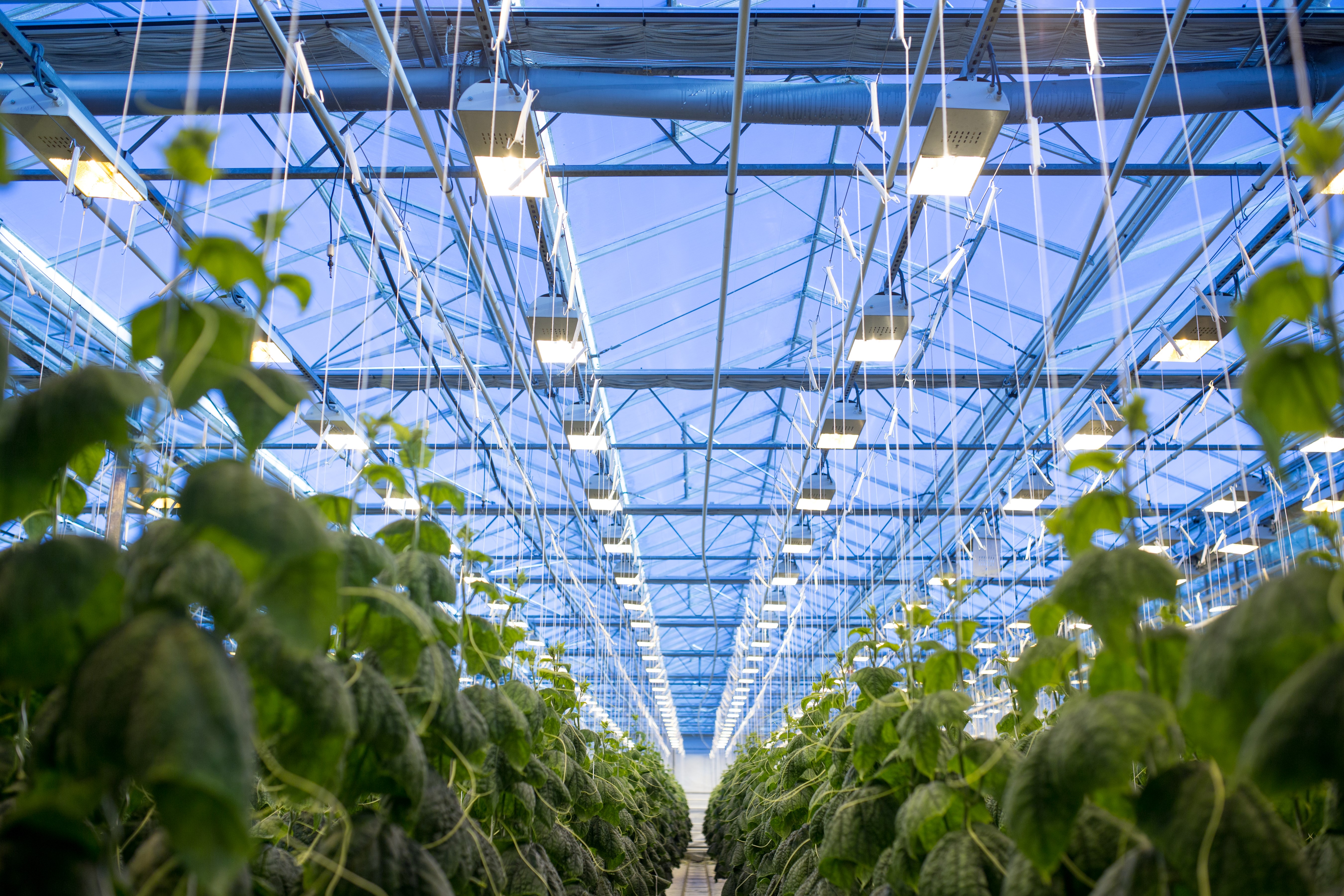 Bilde av grønnsaksdyrking i veksthus