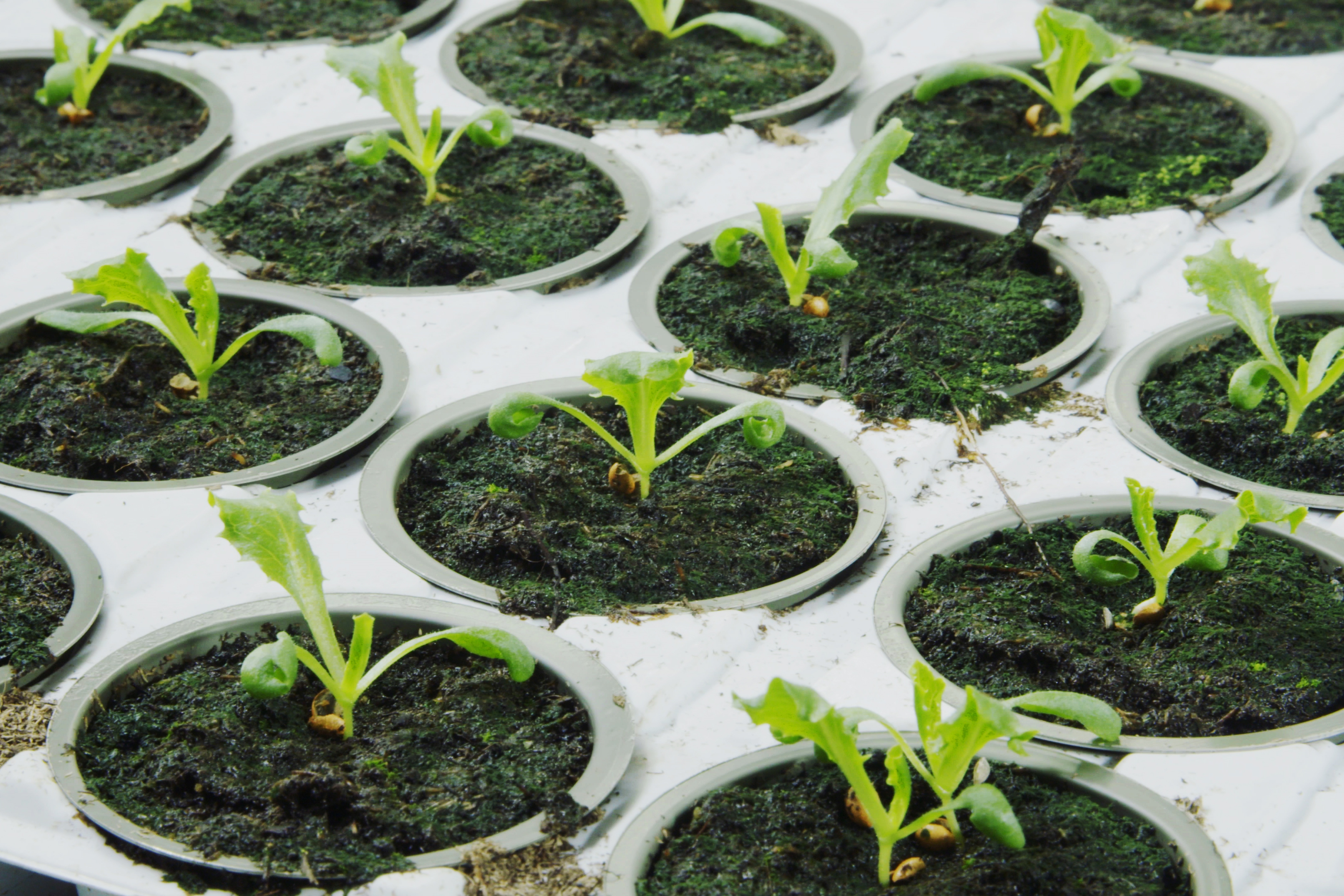 Spirer i Viken Gartneri