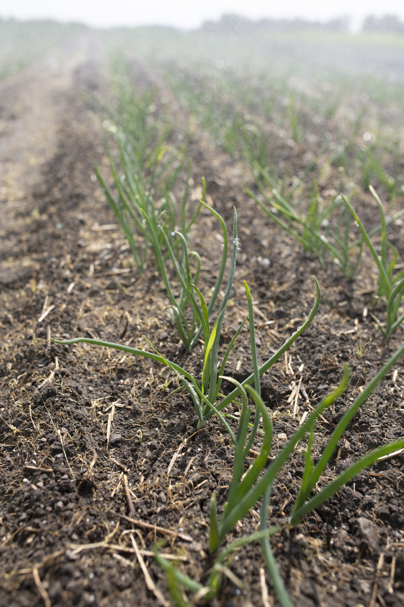 Bilde av spirer på en åker
