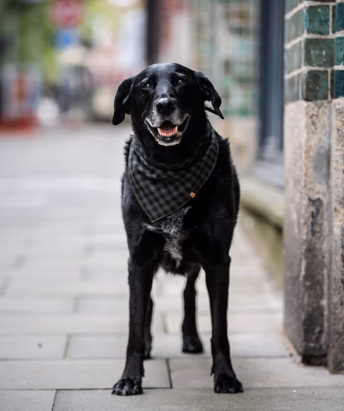 Foty - mobile Hundephysiotherapie