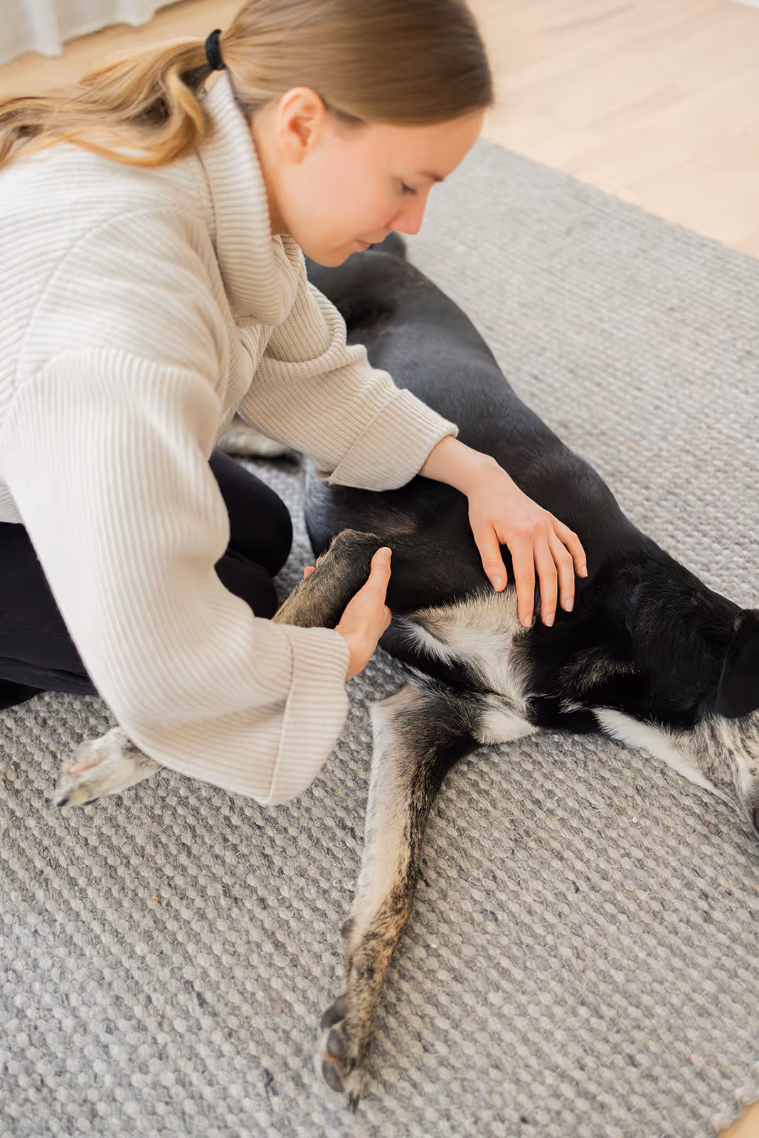 Hundephysiotherapeutin behandelt Hund zu Hause in Hamburg