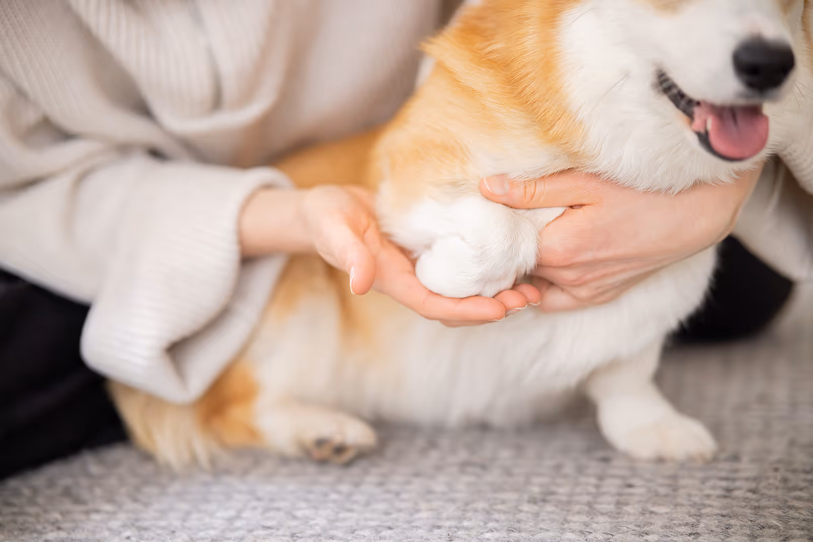 Hundephysiotherapeutin behandelt Hund mit Arthrose zu Hause in Hamburg