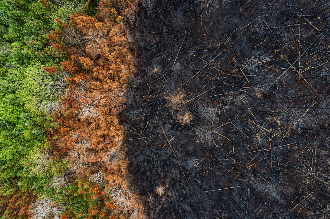 obligations-légales-débroussaillement-preventimmo