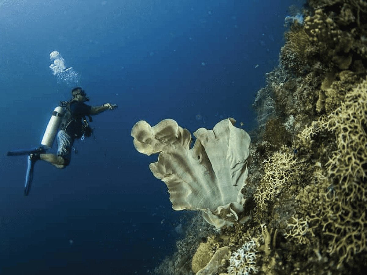 Advanced Open Water – ¡Sube de rango en la tripulación!
