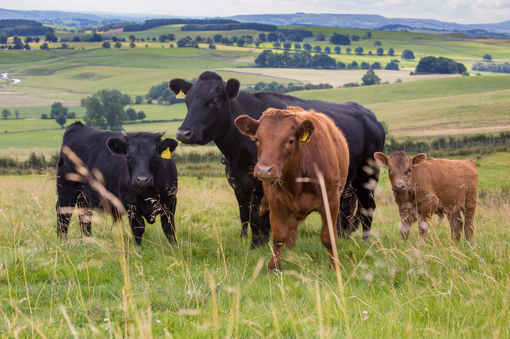 Four cows standing in a grassy field with rolling hills and trees in the background. free range beef cattle essex burger