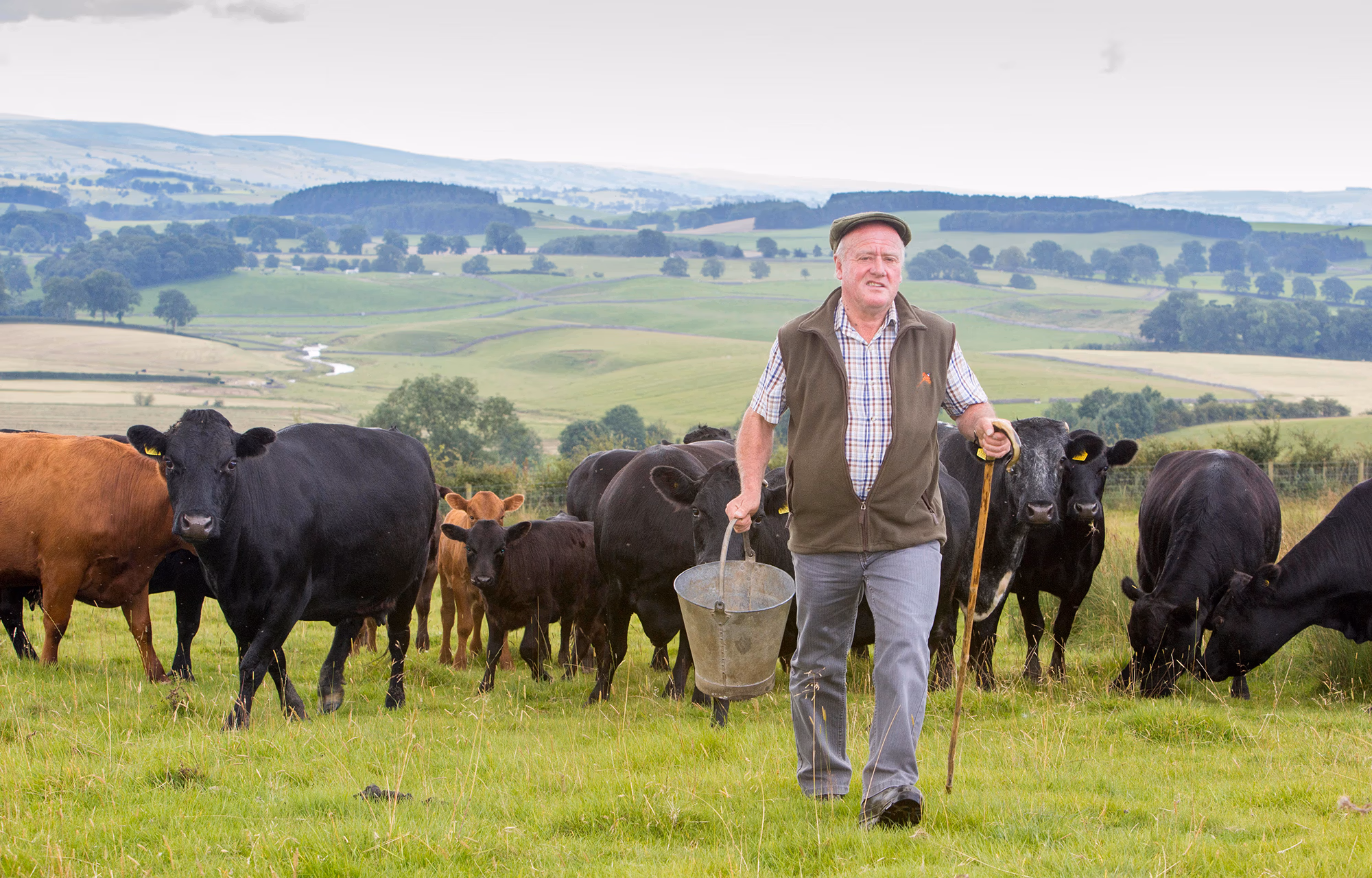 Farmer carrying a bucket and walking with a stick among cows in green pasture with hills in the background. free range beef cattle essex burger