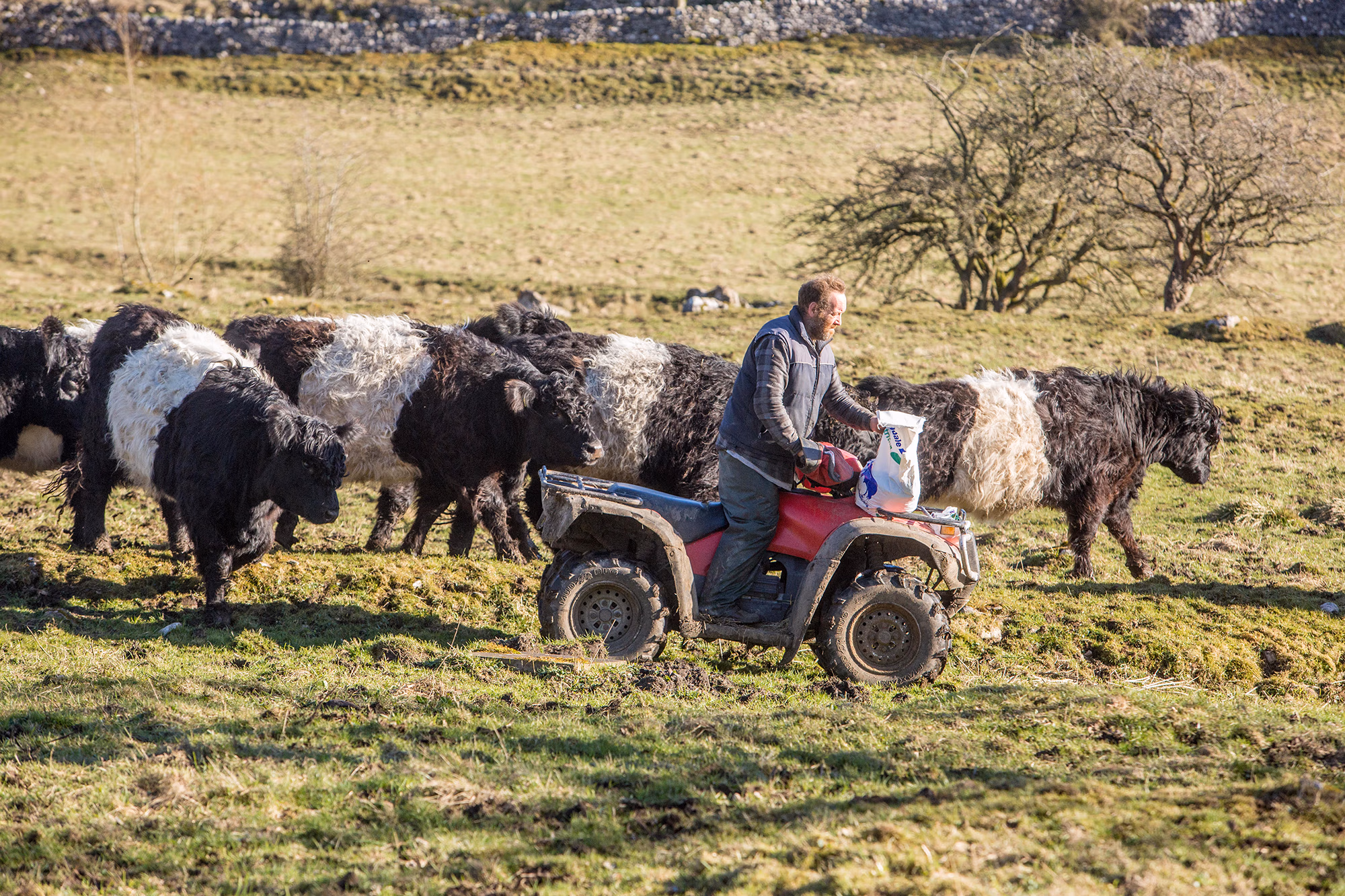 Farmer on red ATV feeding belted Galloway cattle in grassy field with leafless trees in background. free range beef burger essex