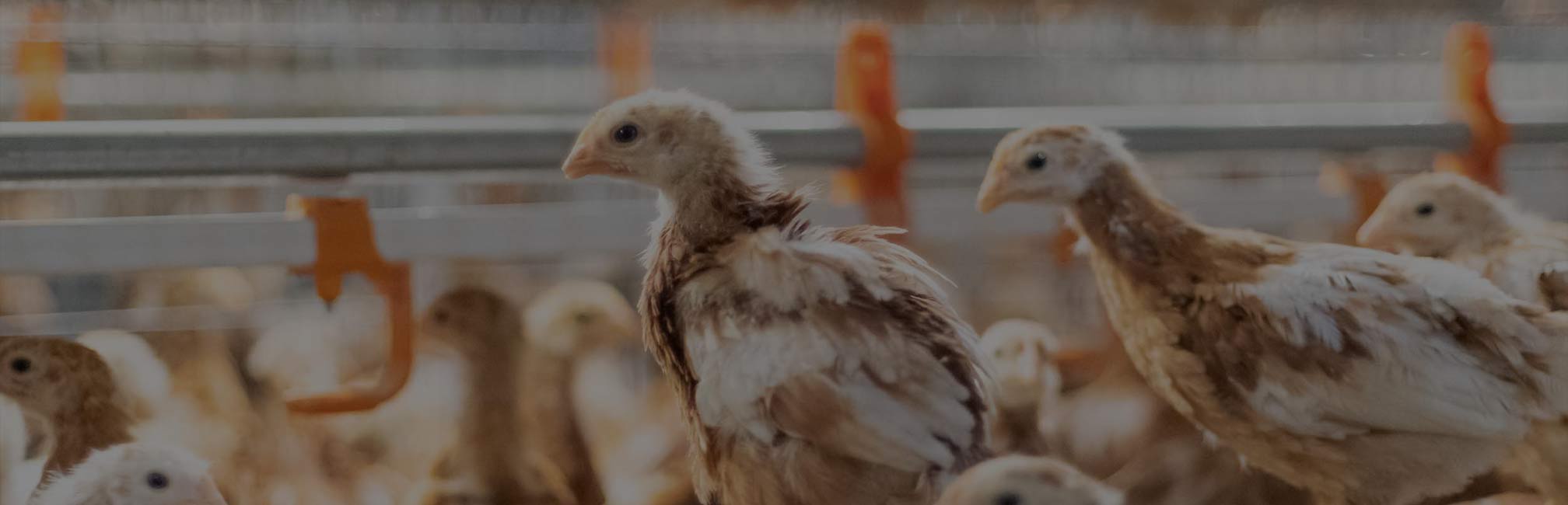 Commercial poultry facility with hens in cages – Wilson Vet Co licensed poultry veterinarians serving 29 states and supporting flock health nationwide.