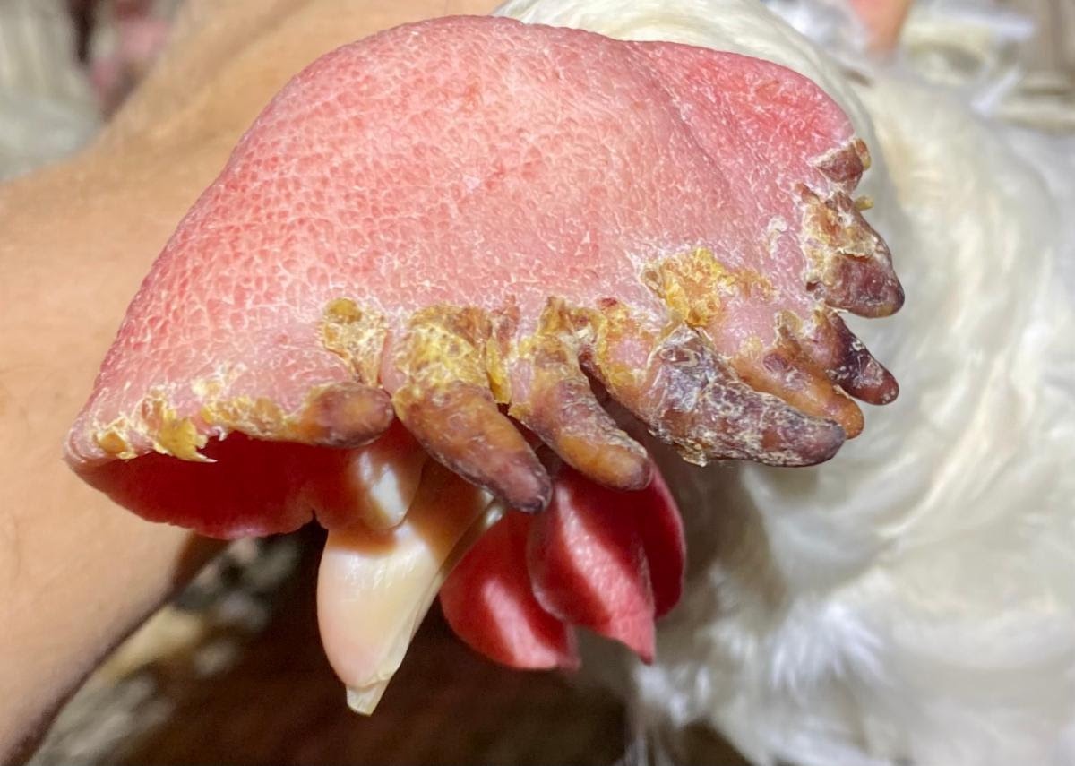 A chicken's foot with a large pink and brown clawAI-generated content may be incorrect.