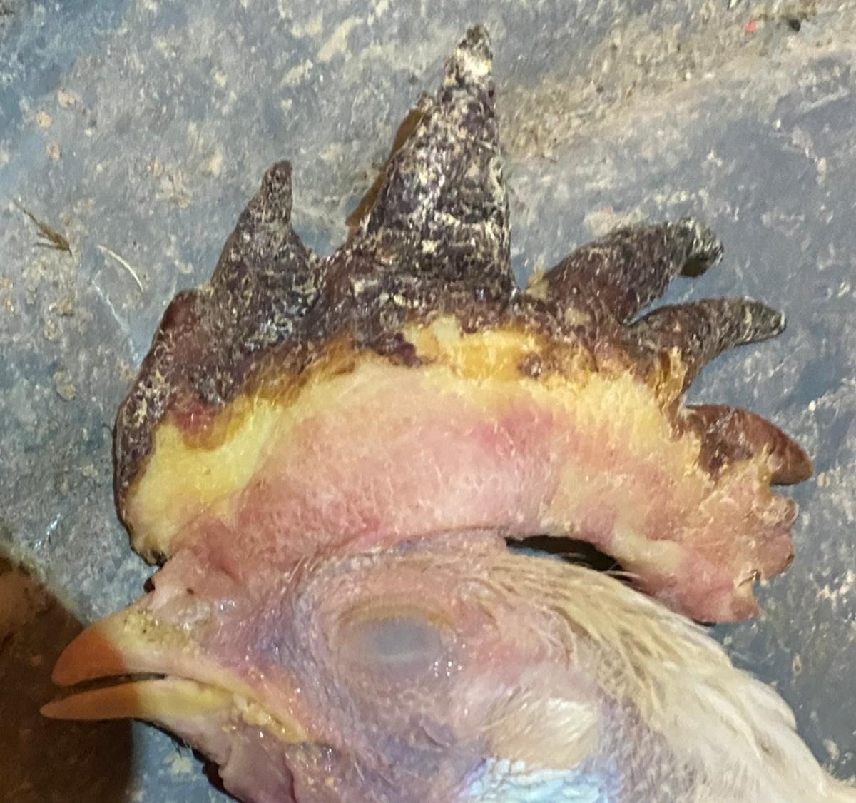 A chicken head on the groundAI-generated content may be incorrect.