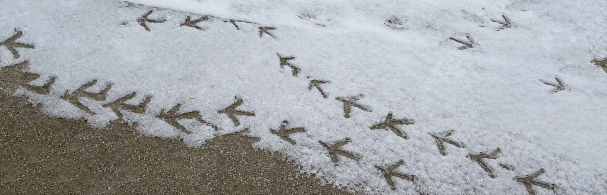 Commercial poultry facility with hens in cages – Wilson Vet Co licensed poultry veterinarians serving 29 states and supporting flock health nationwide.