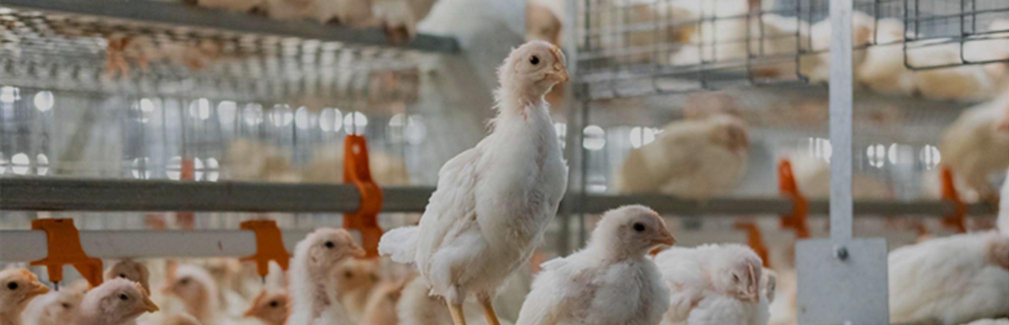 Commercial poultry facility with hens in cages – Wilson Vet Co licensed poultry veterinarians serving 29 states and supporting flock health nationwide.