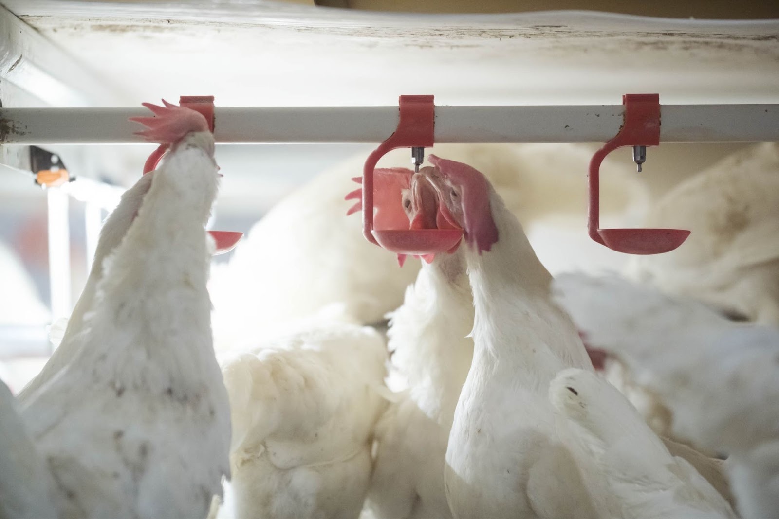 Wild birds near poultry farm representing spring biosecurity risk