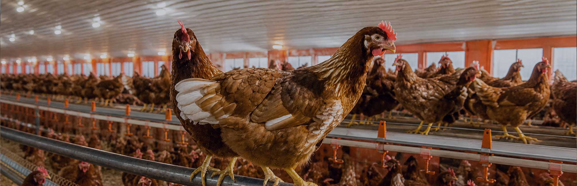 Commercial poultry facility with hens in cages – Wilson Vet Co licensed poultry veterinarians serving 29 states and supporting flock health nationwide.