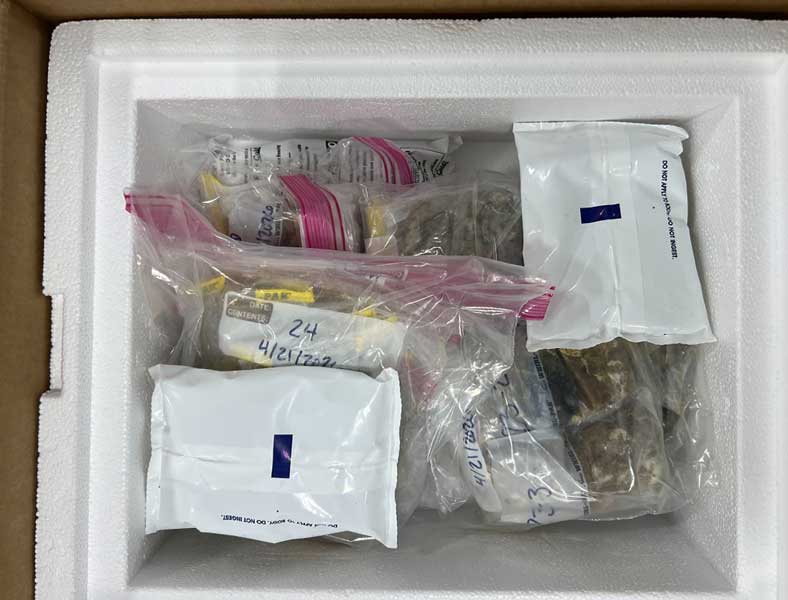 Poultry diagnostic samples properly packed with ice packs for laboratory shipping