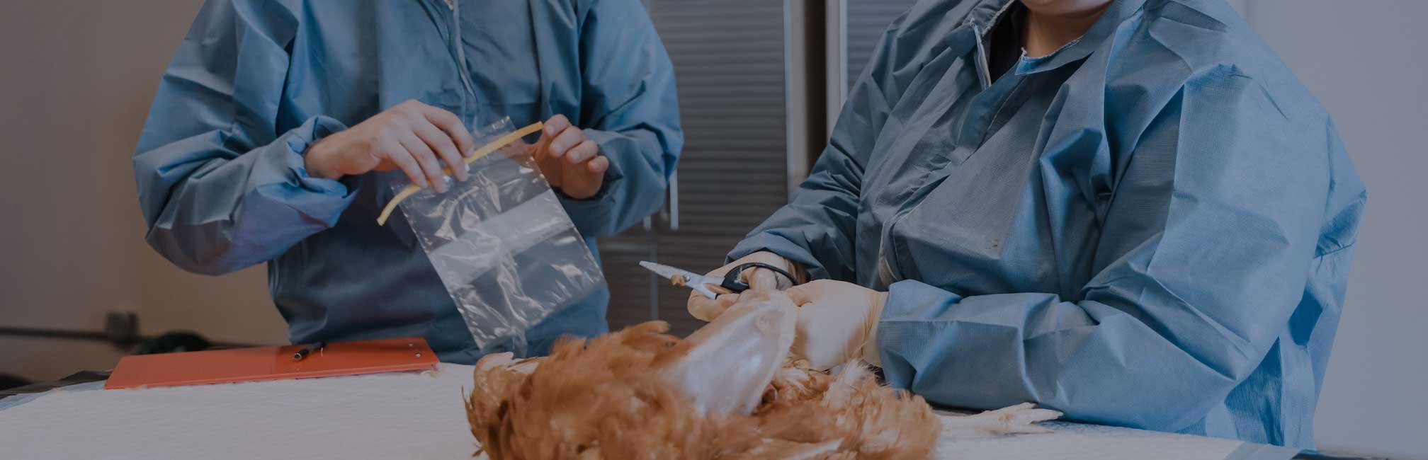 Commercial poultry facility with hens in cages – Wilson Vet Co licensed poultry veterinarians serving 29 states and supporting flock health nationwide.