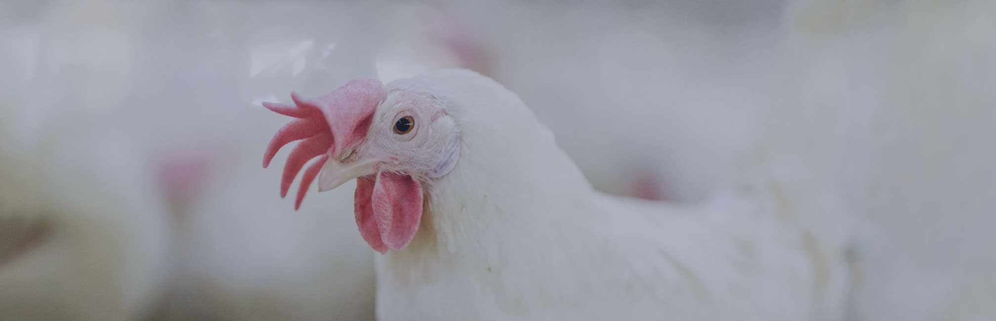 Commercial poultry facility with hens in cages – Wilson Vet Co licensed poultry veterinarians serving 29 states and supporting flock health nationwide.
