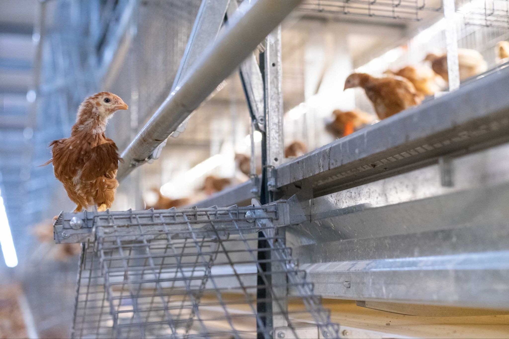 Commercial poultry barn illustrating BCAP compliance challenges, poultry biosecurity risks, employee training, and flock management practices.