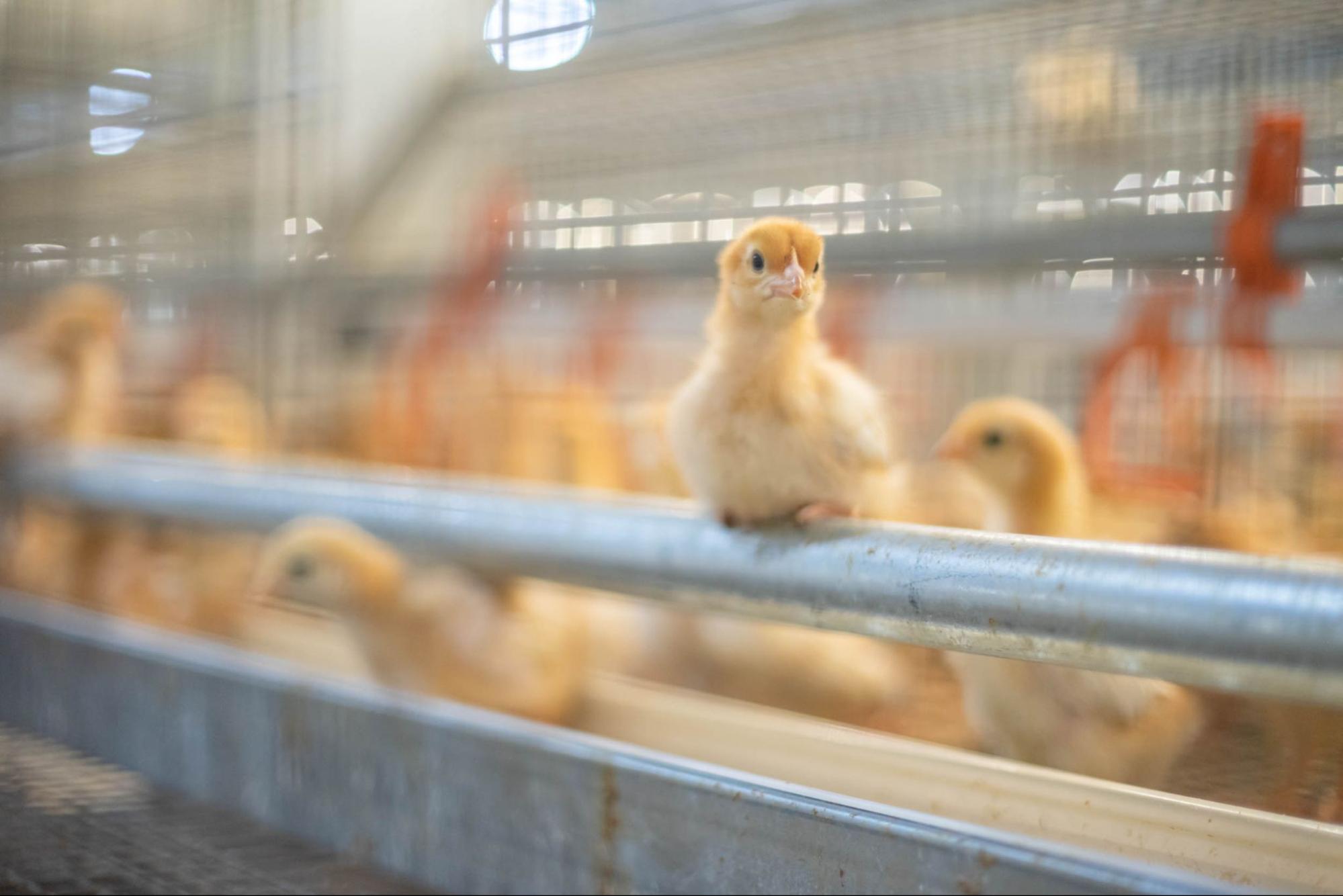 Commercial poultry facility with hens in cages – Wilson Vet Co licensed poultry veterinarians serving 29 states and supporting flock health nationwide.