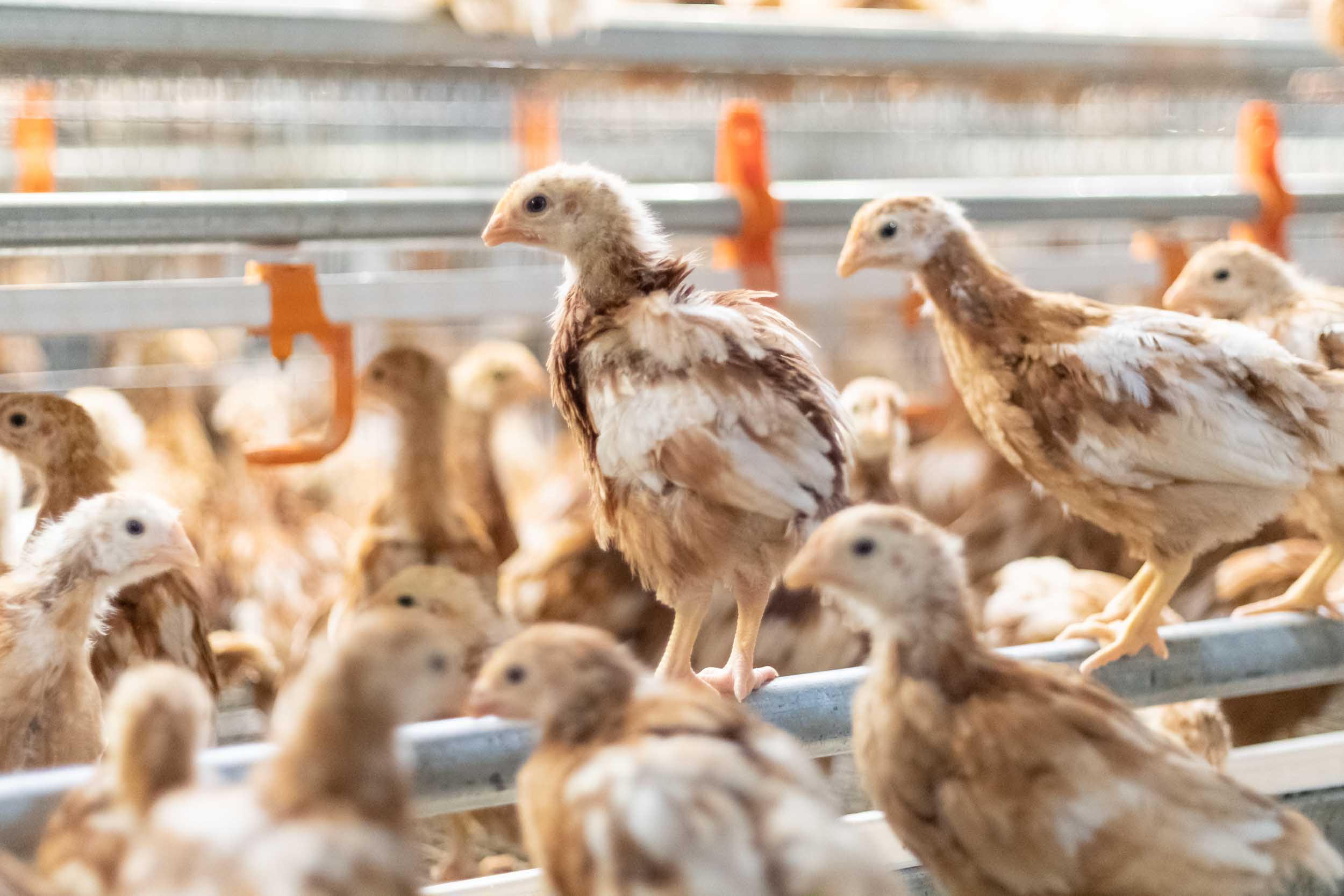 Commercial poultry facility with hens in cages – Wilson Vet Co licensed poultry veterinarians serving 29 states and supporting flock health nationwide.