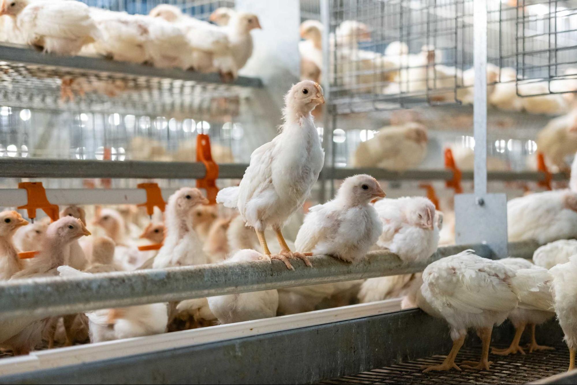 Commercial poultry facility with hens in cages – Wilson Vet Co licensed poultry veterinarians serving 29 states and supporting flock health nationwide.