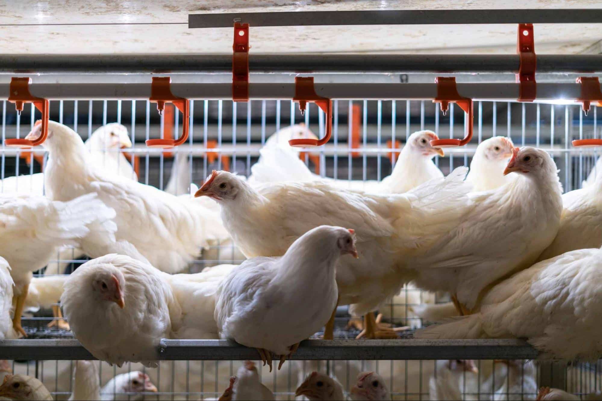 Commercial poultry facility with hens in cages – Wilson Vet Co licensed poultry veterinarians serving 29 states and supporting flock health nationwide.