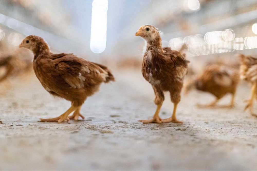 Poultry blood sampling before killed vaccination for serology testing