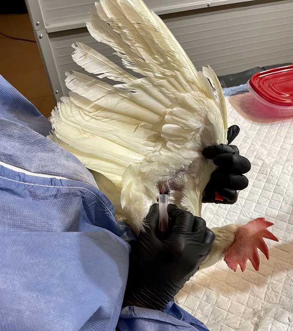 Blood collection from a poultry bird for serology testing