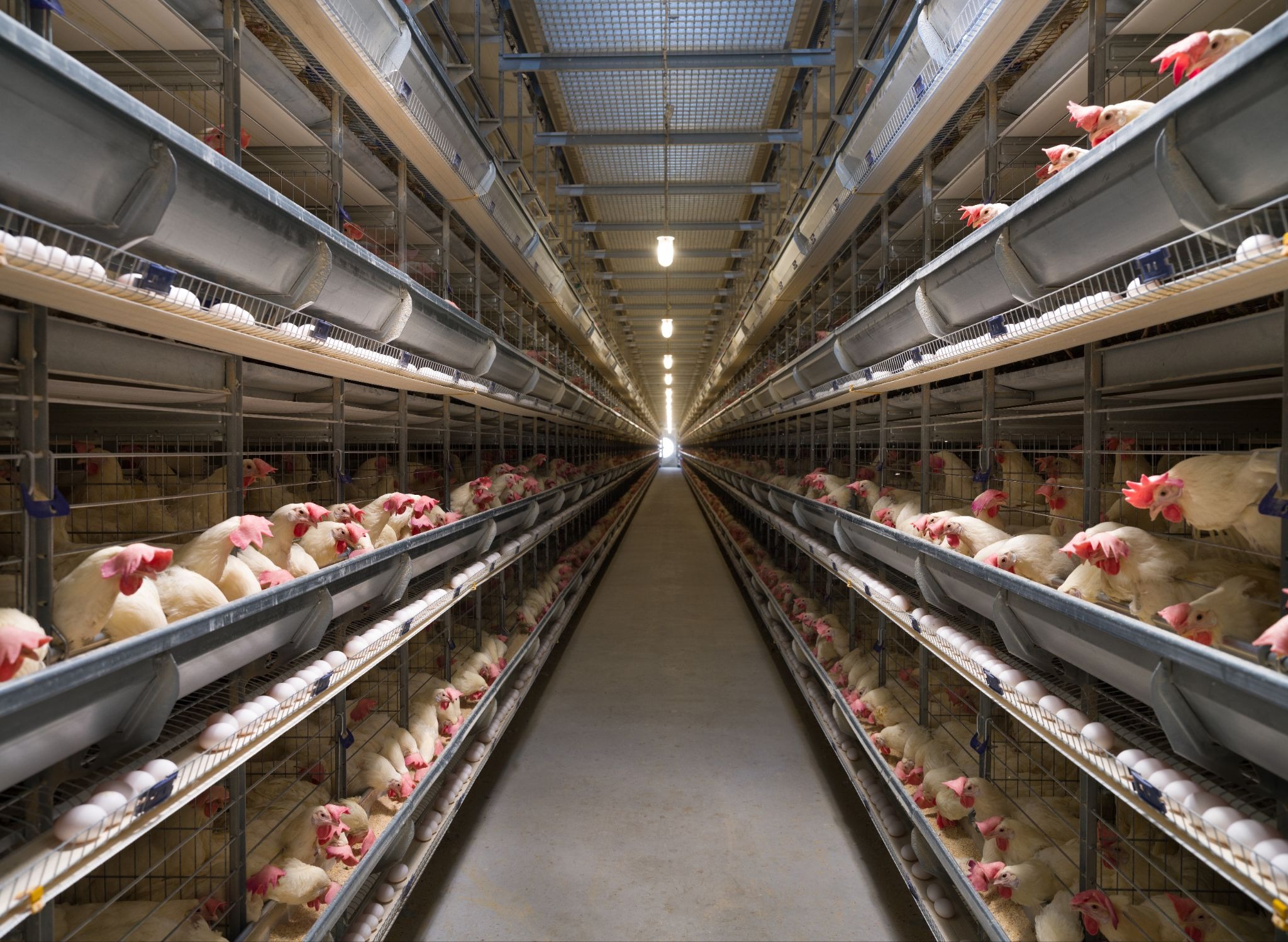 Poultry flock housed in a commercial poultry facility