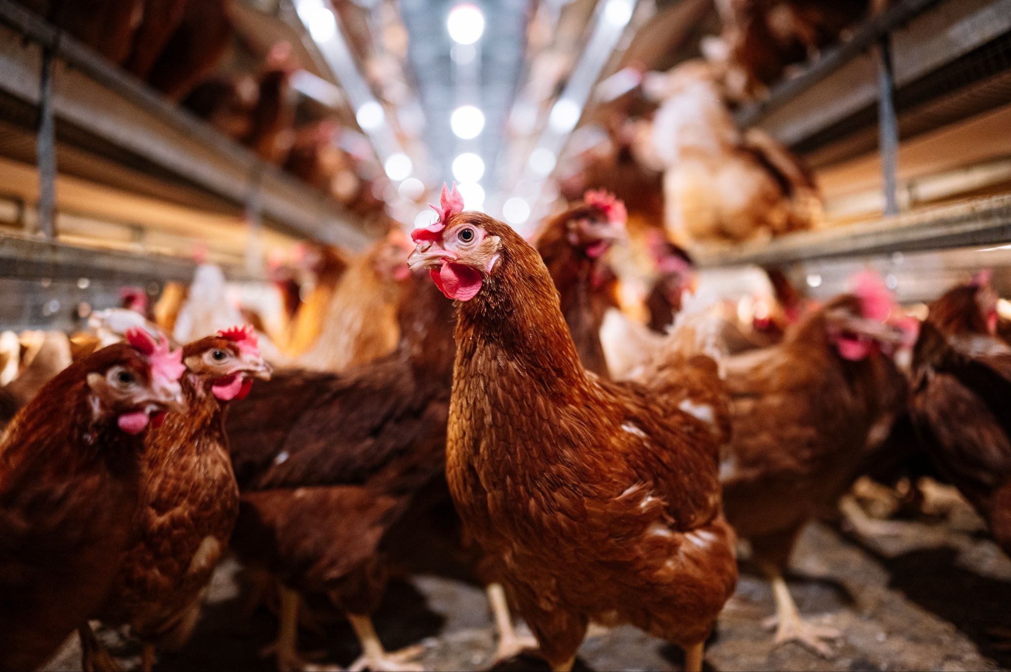 Chickens in a commercial poultry house
