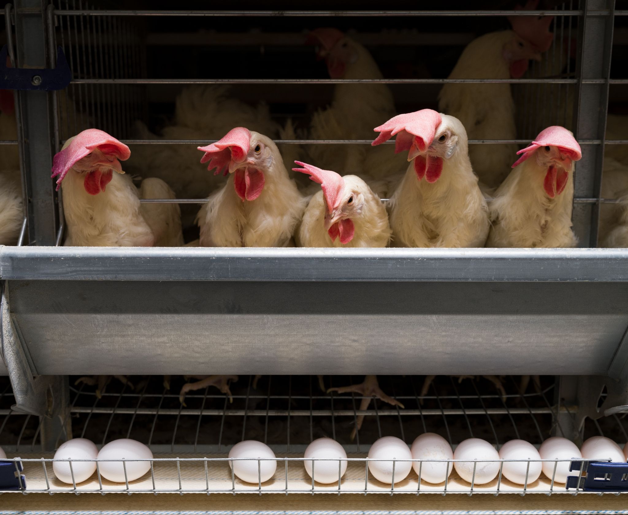 Laying hens and eggs in a commercial poultry facility