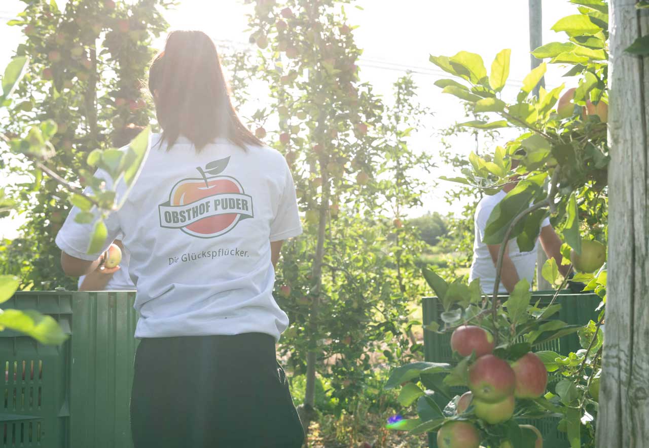 Frau bei der Apfelernte beim Obsthof Puder