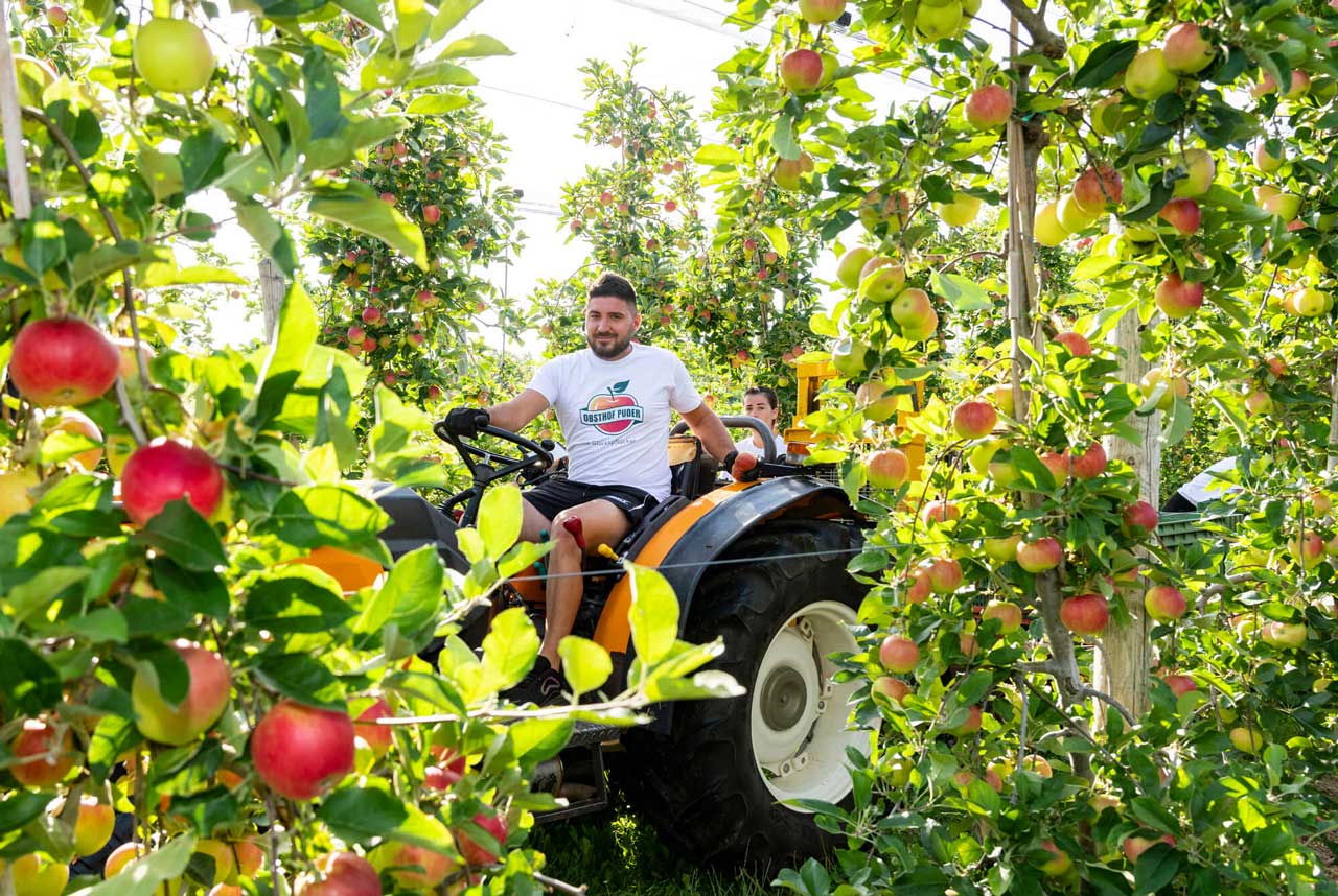 Mann auf Traktor bei der Apfelernte beim Obsthof Puder