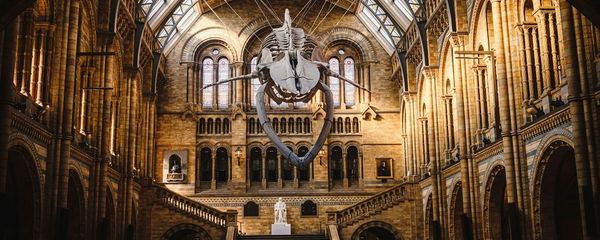 12 Best Museums in London: The Coolest London Museums To See