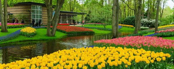 When and Where To See the Iconic Tulips in Amsterdam