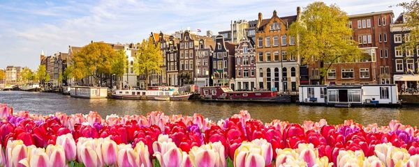 The Amsterdam Tulip Festival Guide: Everything You Need to Know