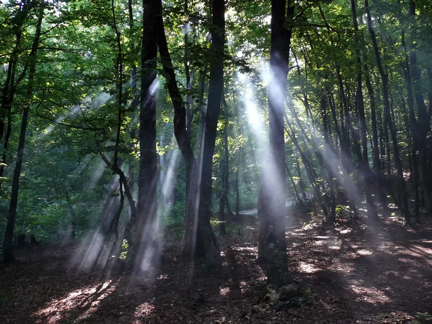 outdoor yoga session in a tranquil garden