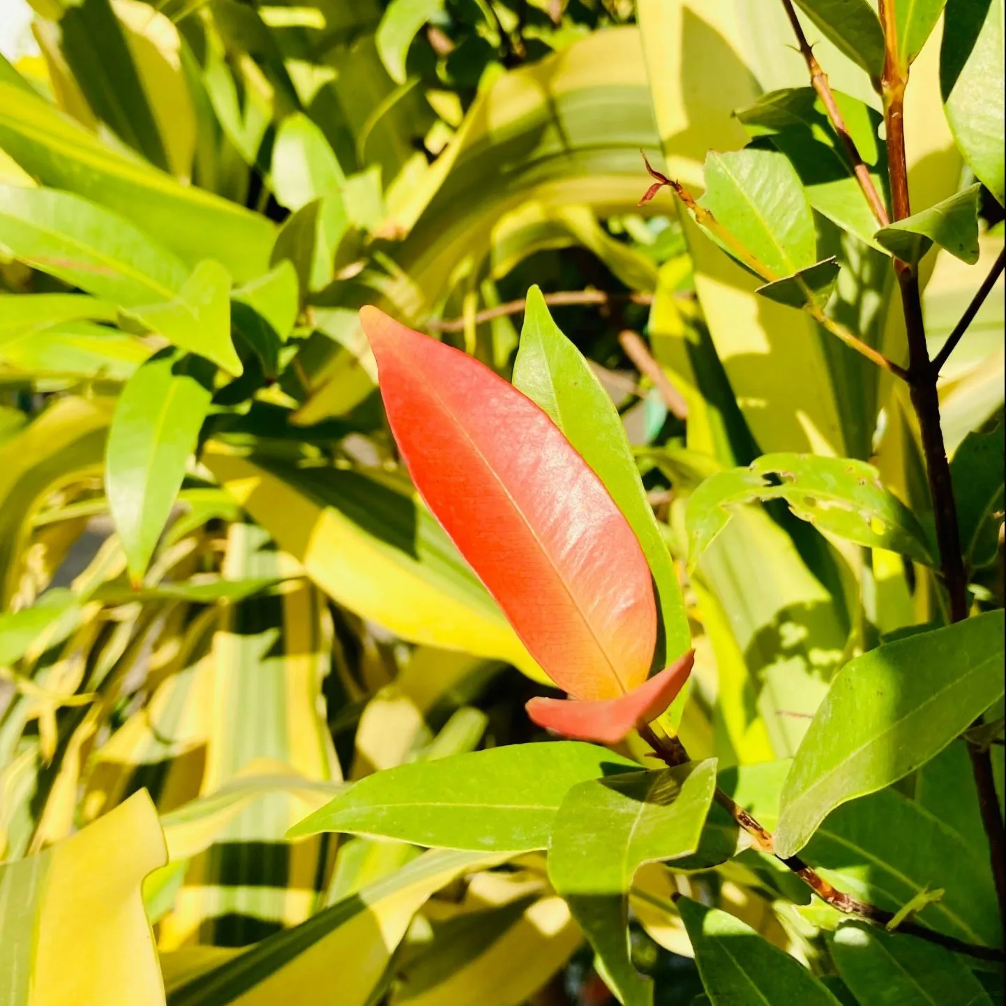 A vibrant red leaf stands out among green foliage, illuminated by bright sunlight.