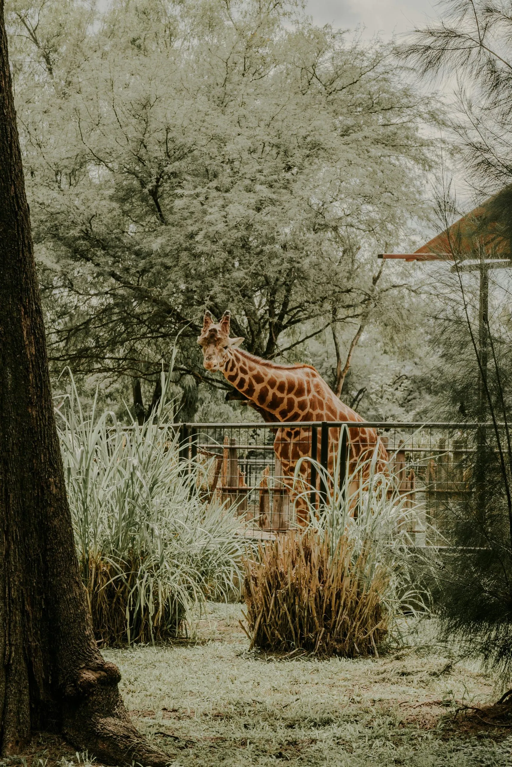 A giraffe stands near a fence, surrounded by lush greenery and trees in a serene setting.