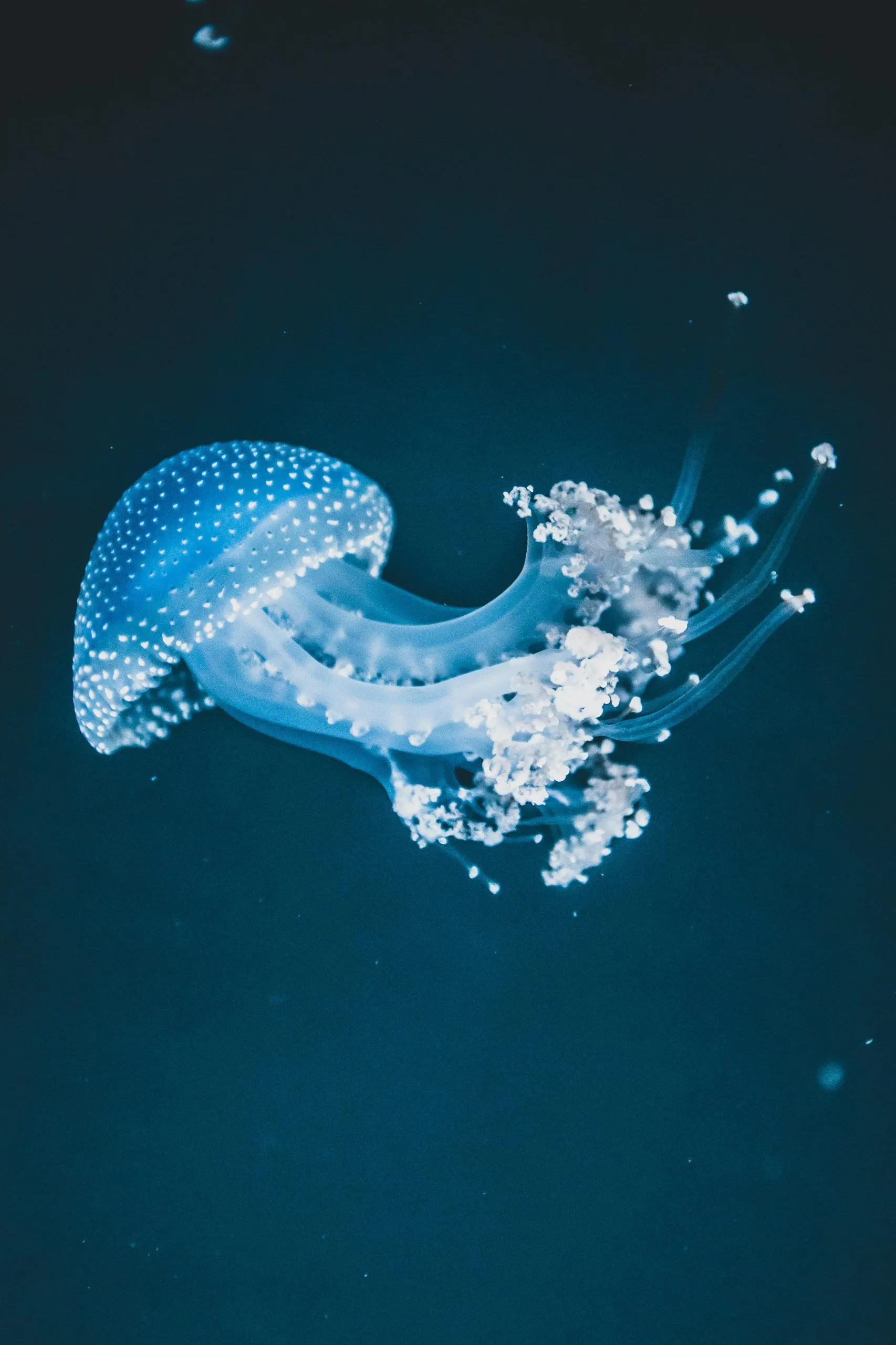 A translucent blue jellyfish with dotted patterns floats gracefully in dark, deep water.