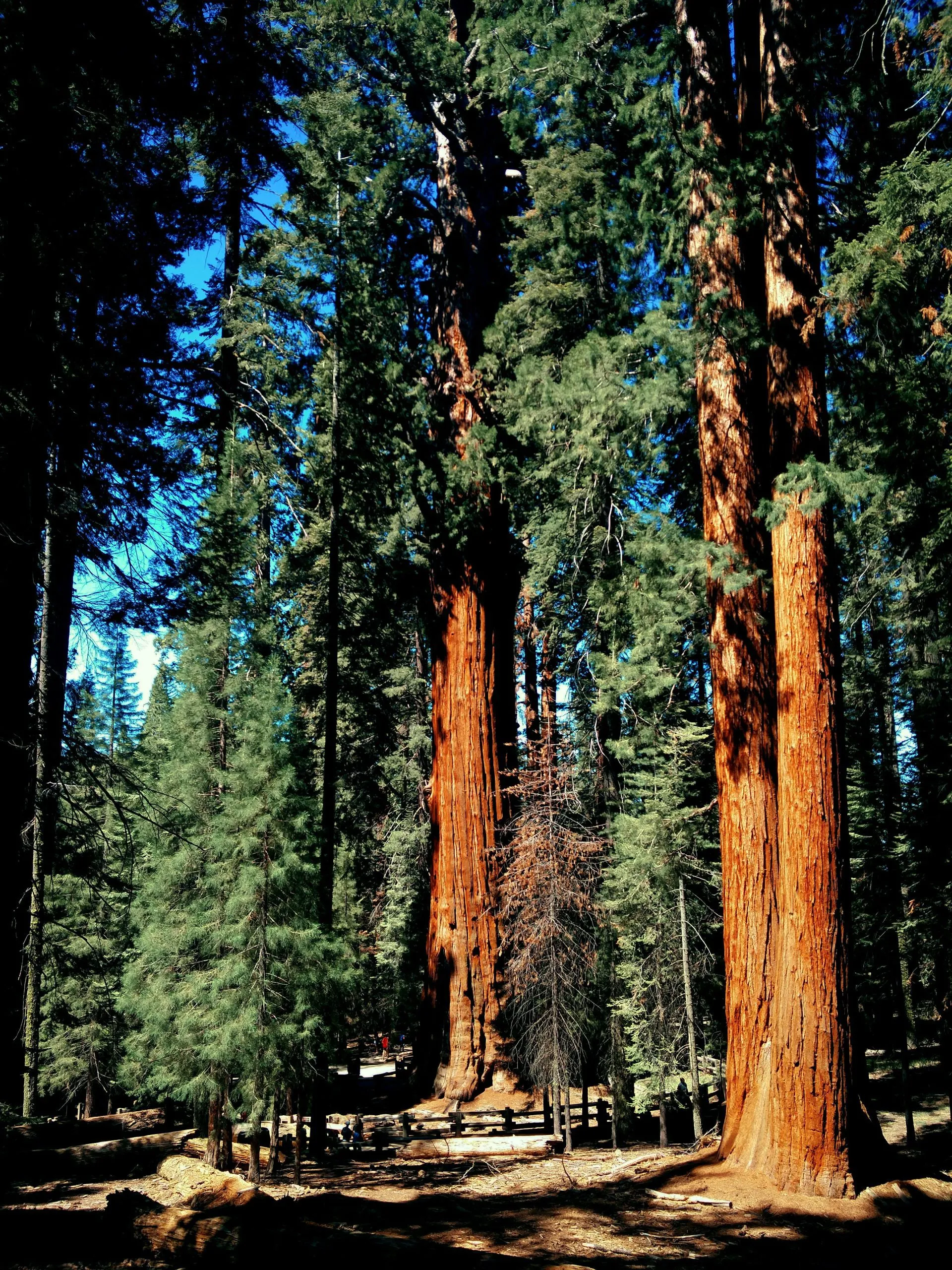 Towering redwood trees rise amidst a dense forest, illuminated by sunlight against a clear blue sky.