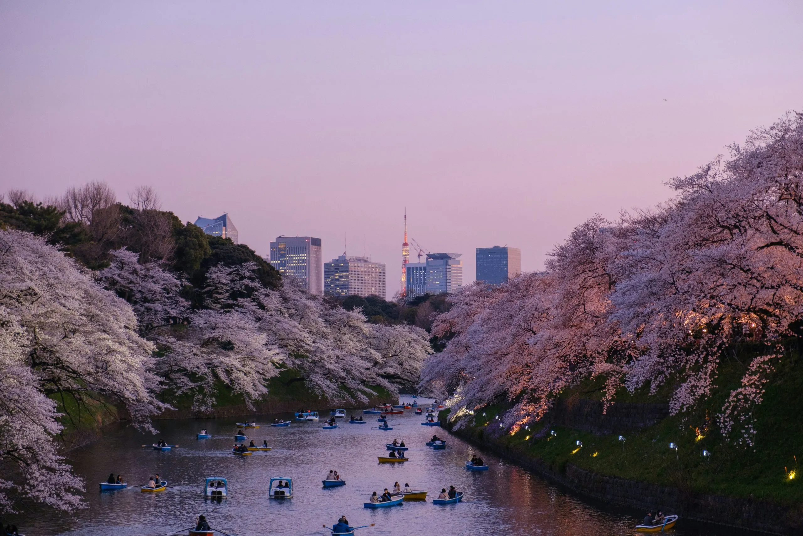 Cherry blossoms line a river with boats, set against a city skyline at dusk.