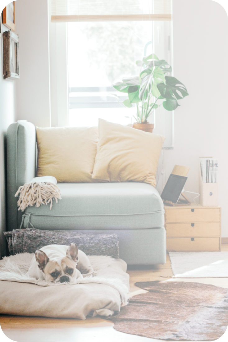 a cozy apartment and a bulldog