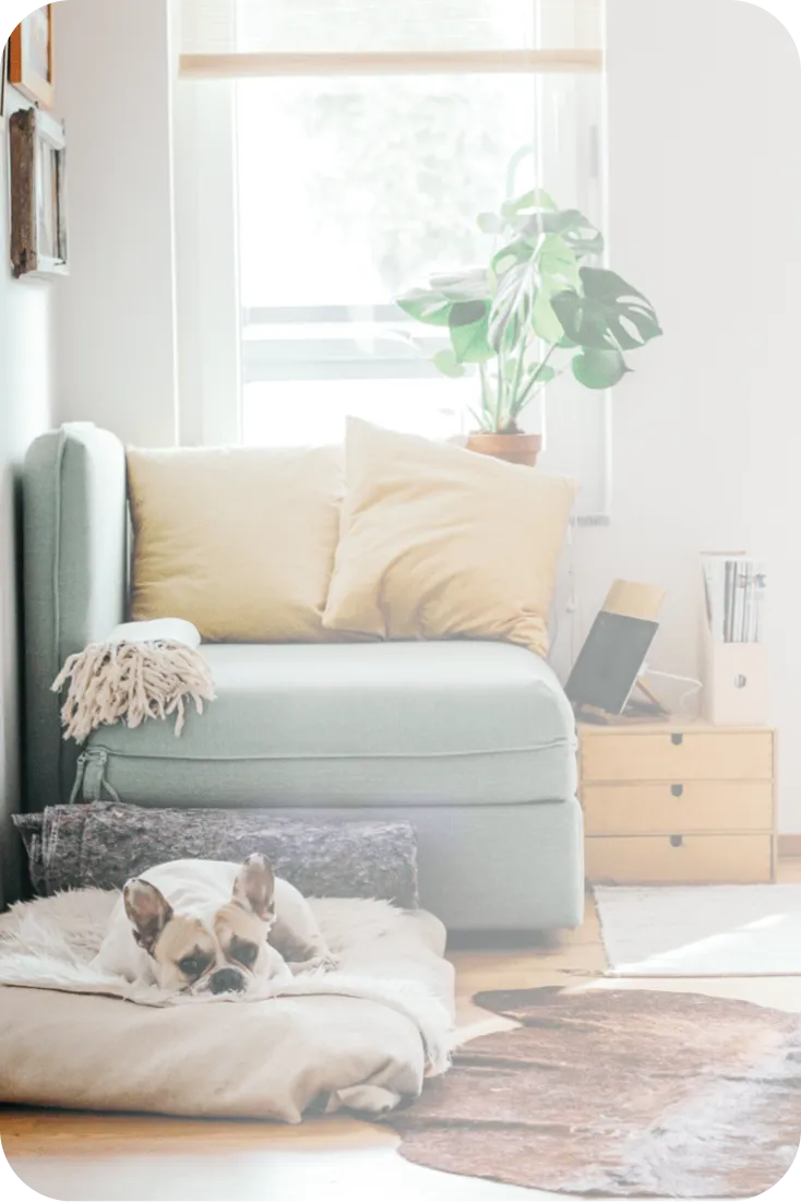 A cozy living space with a dog resting on a cushion, soft furnishings, and natural light.