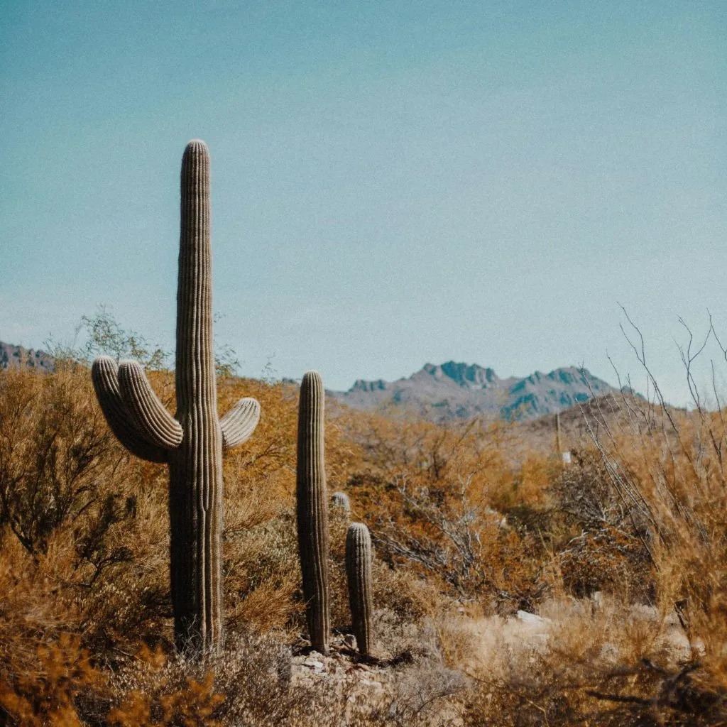 Tall saguaro cacti stand amidst desert vegetation, with distant mountains under a clear blue sky.