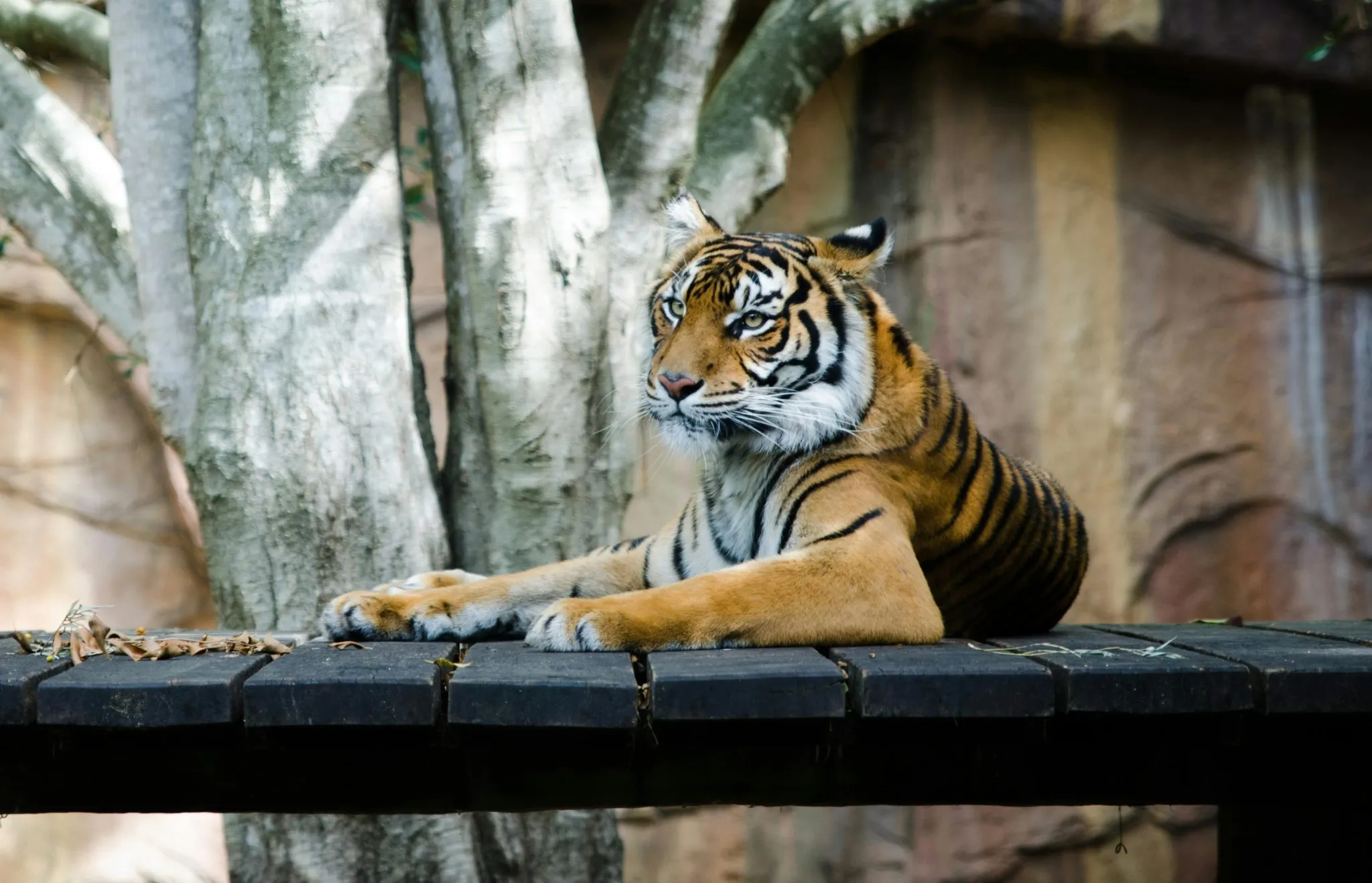A tiger rests on a wooden platform, framed by a tree and a naturalistic background.