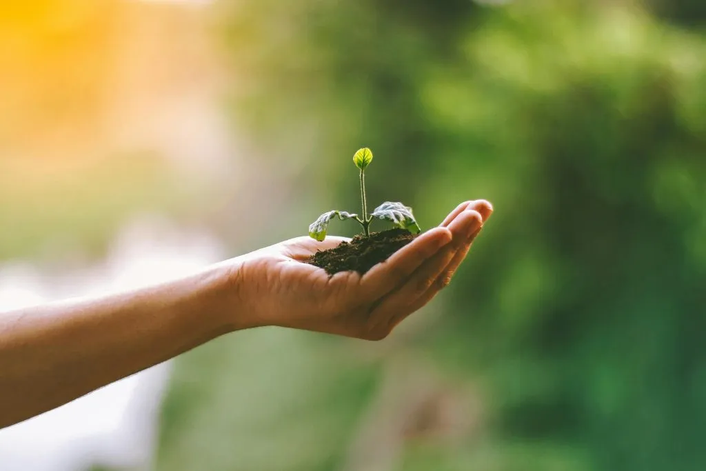 A hand gently holds soil with a small green seedling, symbolizing growth and sustainability.